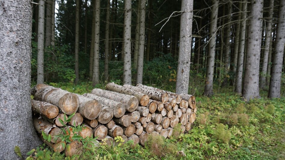 Hiking route Saugmoarunde - Touren-Impression #2.7 | © Erlebnisregion Murtal