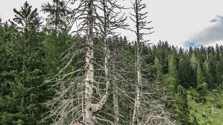 Mountain Hike Kräuterin Hochstadl Überschreitung - Touren-Impression #2.1 | © TV Gesäuse