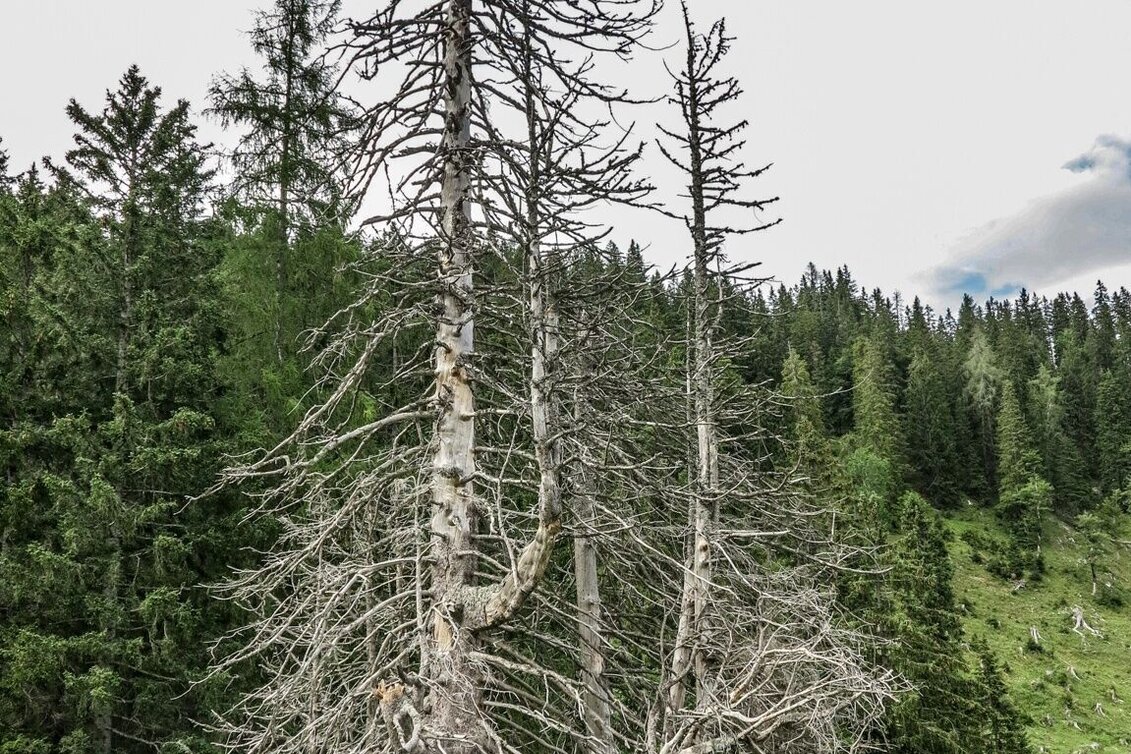 Mountain Hike Kräuterin Hochstadl Überschreitung - Touren-Impression #1 | © TV Gesäuse