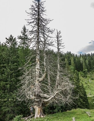 Urgetüm am Weg zur Kräuterinhütte | Tourismusverband Gesäuse | © TV Gesäuse