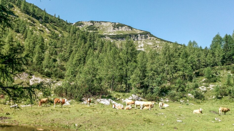 Mountain Hike Kräuterin Hochstadl Überschreitung - Touren-Impression #2.2 | © TV Gesäuse