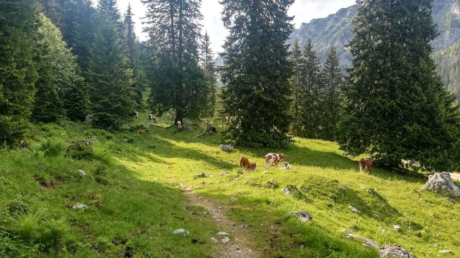 Trail Running Around the Tausing - Touren-Impression #2.1 | © Tourismusverband Grimming-Donnersbachtal
