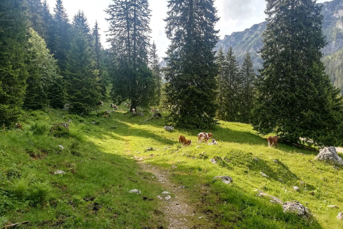 Trail Running Around the Tausing - Touren-Impression #1 | © Tourismusverband Grimming-Donnersbachtal
