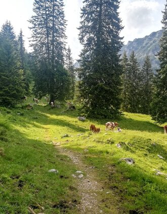 Wald und Wiesen wechseln sich ab | Roland Gutwenger | © Tourismusverband Grimming-Donnersbachtal