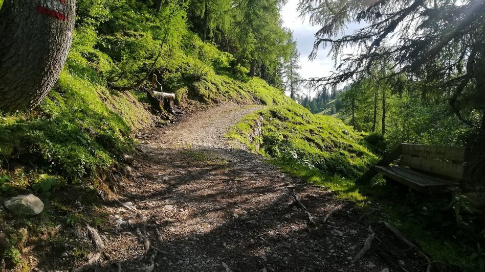 Trail Running Around the Tausing - Touren-Impression #2.2 | © Erlebnisregion Schladming-Dachstein
