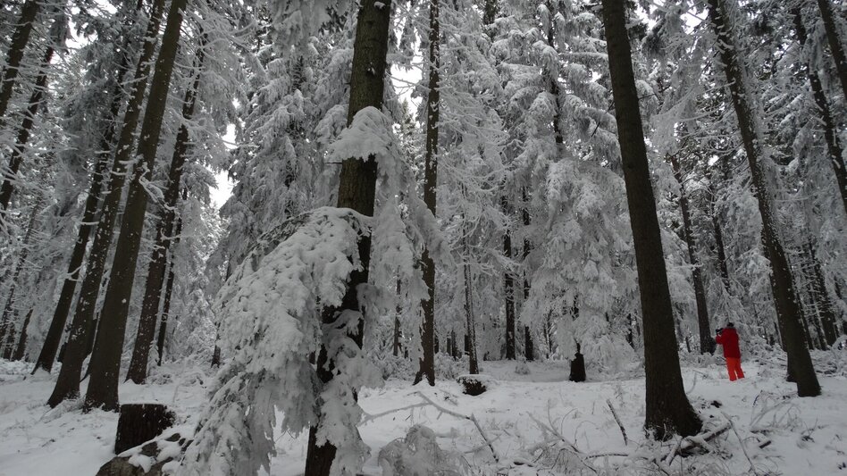 Winterwandern Winterwanderweg vom Feistritztal nach Falkenstein, Fischbach - Touren-Impression #2.2