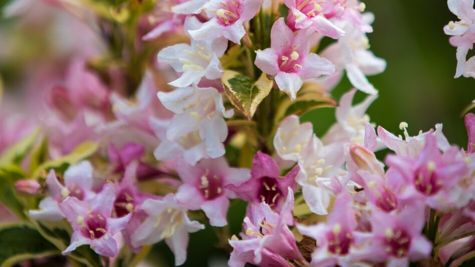 Nordic Walking Laasrunde - Touren-Impression #2.6 | © Region Graz