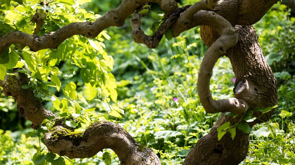 Nordic Walking Laasrunde - Touren-Impression #2.7 | © Region Graz