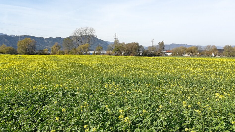 Panorama Trail discover Weißkirchen via your tongue - Touren-Impression #2.4 | © Erlebnisregion Murtal