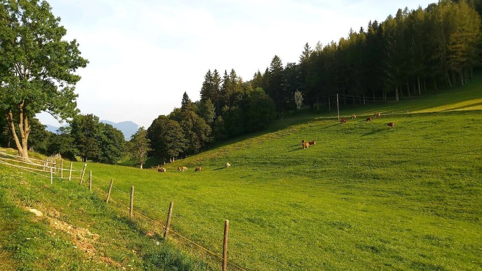 Hiking route Sulberg-Round from the Nechnitz - Touren-Impression #2.13 | © Oststeiermark Tourismus