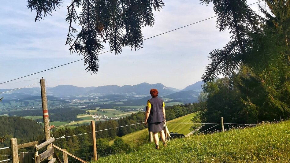 Hiking route Sulberg-Round from the Nechnitz - Touren-Impression #2.8 | © Oststeiermark Tourismus