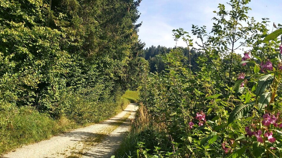 Hiking route Sulberg-Round from the Nechnitz - Touren-Impression #2.5 | © Oststeiermark Tourismus