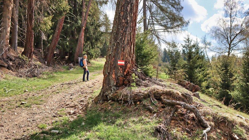 Hiking route Habring via Nußmoaralm - Touren-Impression #2.7 | © Weges OG