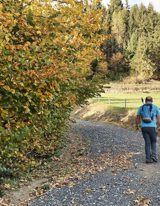 Der Aufstieg führt ab Wetzelsberg über eine Forststraße | Weges OG | © Weges OG