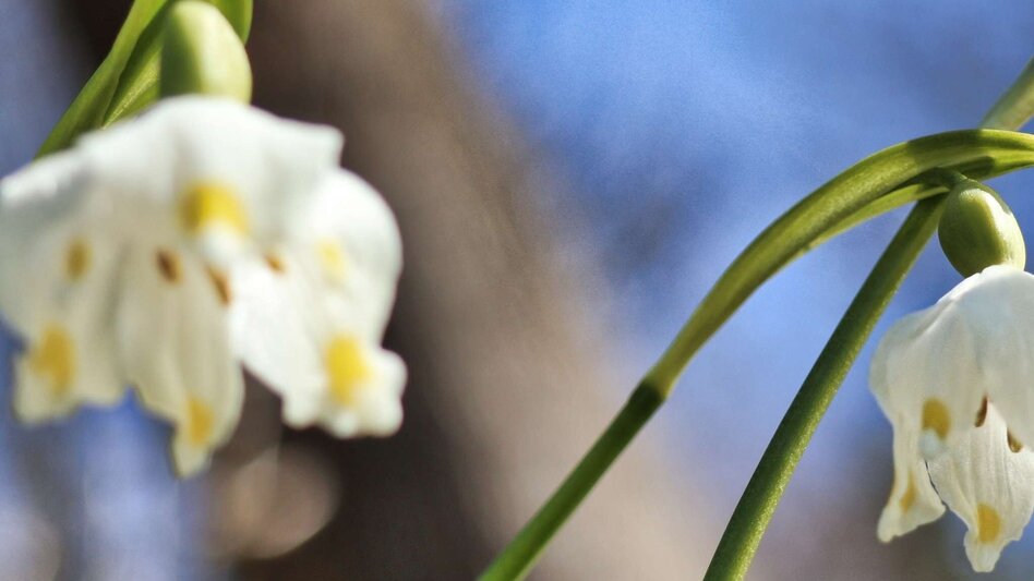Hiking route Rauchstubenweg St. Georgen ob Judenburg - Touren-Impression #2.7 | © Weges OG