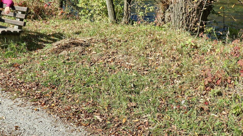 Wasserwege Mur-Auenrunde über Edling - Touren-Impression #2.3 | © Weges OG