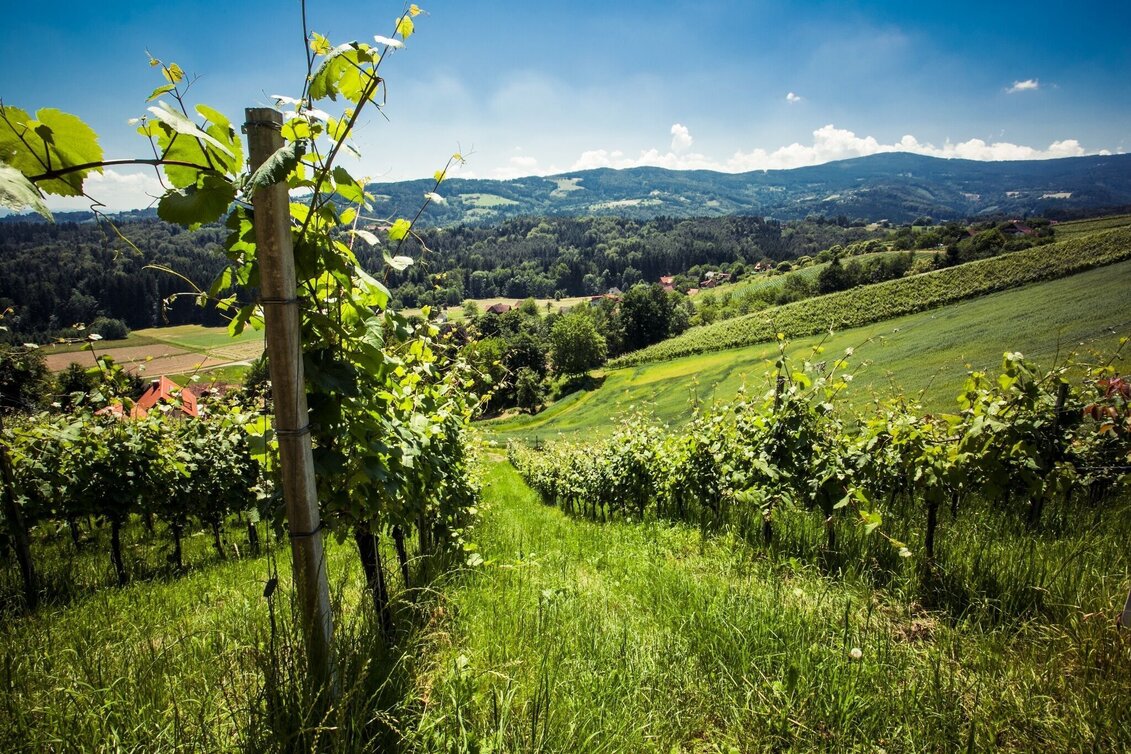 Hiking route The Little Hochgrail Circuit - Touren-Impression #1 | © TVB Südsteiermark/Lupi Spuma