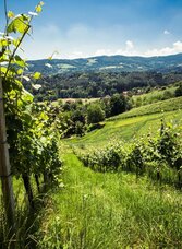 Hochgrail vineyards | © TVB Südsteiermark/Lupi Spuma | Lupi Spuma | © TVB Südsteiermark/Lupi Spuma