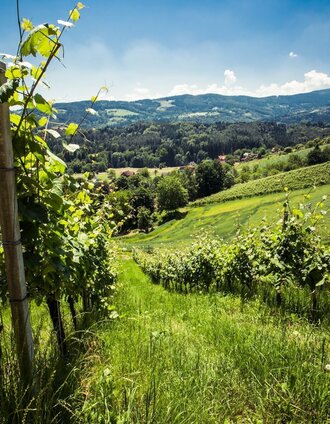 Hochgrail vineyards | Lupi Spuma | © TVB Südsteiermark/Lupi Spuma