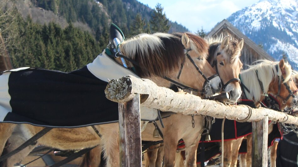 Horse Carriage Ride Sleigh ride to Untertal valley - Touren-Impression #2.5 | © Tourismusverband Schladming