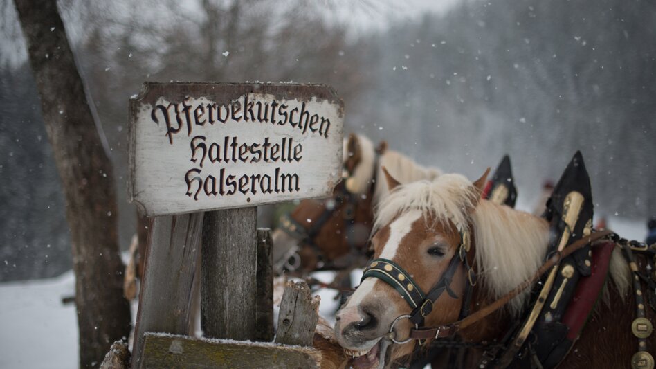 Horse Carriage Ride Sleigh ride Oberhorner-Halseralm - Touren-Impression #2.3 | © TVB Schladming