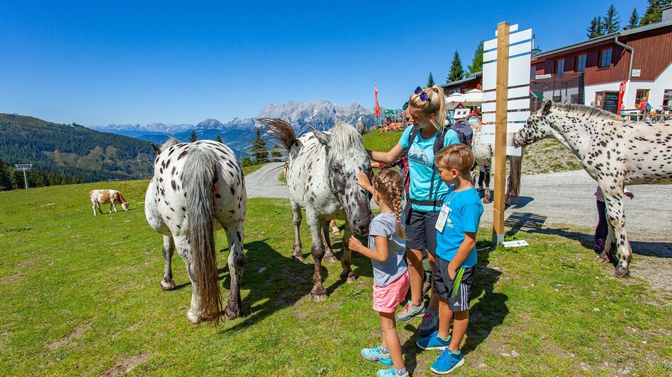 Hiking route Children's adventure trail at Hauser Kaibling - Touren-Impression #2.4 | © Hauser Kaibling