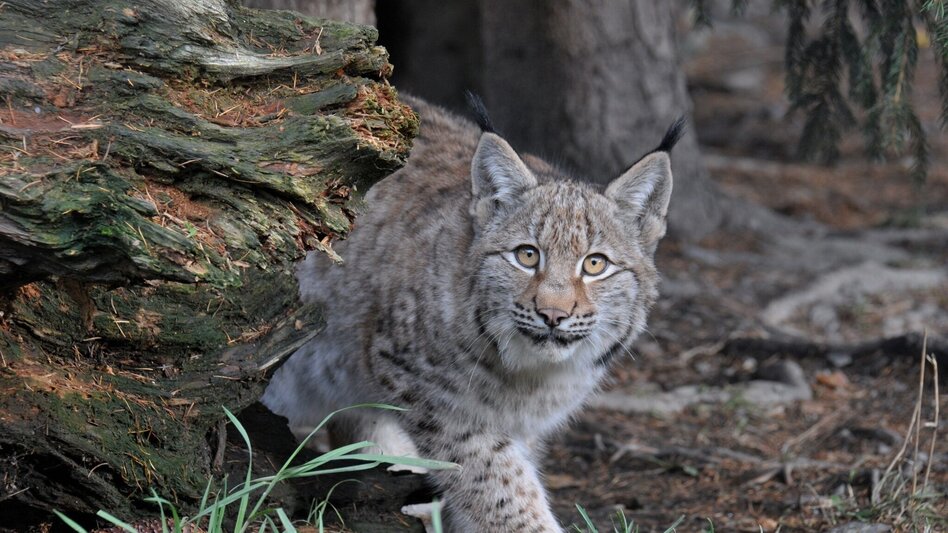Radfahren Reinschnuppern ins Liesingtal - Touren-Impression #2.4 | © Tourismusverband ERZBERG LEOBEN