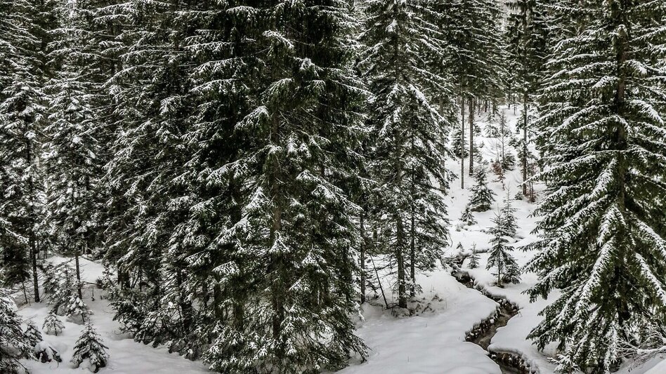 Snowshoe walking Siebensee - Touren-Impression #2.10 | © TV Gesäuse