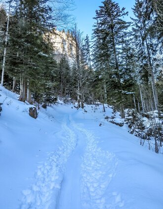 Waldwege  | Tourismusverband Gesäuse | © TV Gesäuse