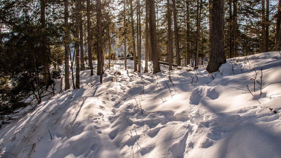 Schneeschuh Lerchgraben Wildalpen - Touren-Impression #2.4 | © TV Gesäuse
