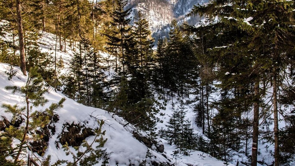 Schneeschuh Lerchgraben Wildalpen - Touren-Impression #2.7 | © TV Gesäuse