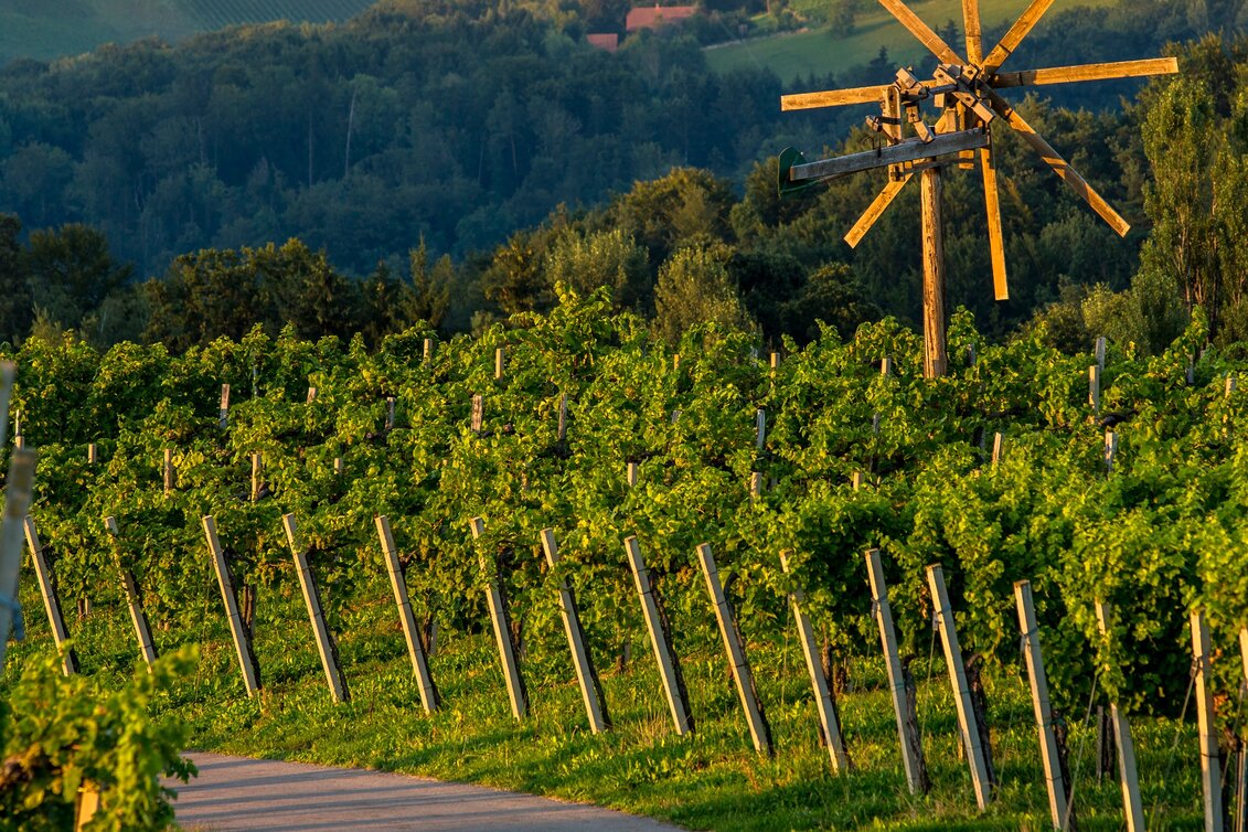 Motor Bike Die Südsteirische Weinstraße - Touren-Impression #1 | © Südsteiermark