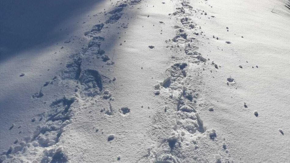 Schneeschuh Hinterwildalpen  Lurgrunde - Touren-Impression #2.3 | © TV Gesäuse