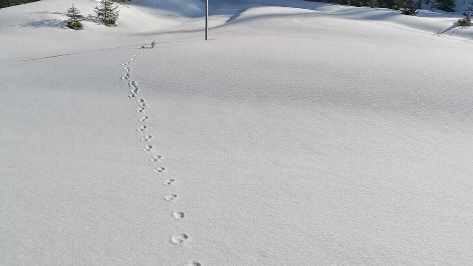 Schneeschuh Hinterwildalpen  Lurgrunde - Touren-Impression #2.6 | © TV Gesäuse