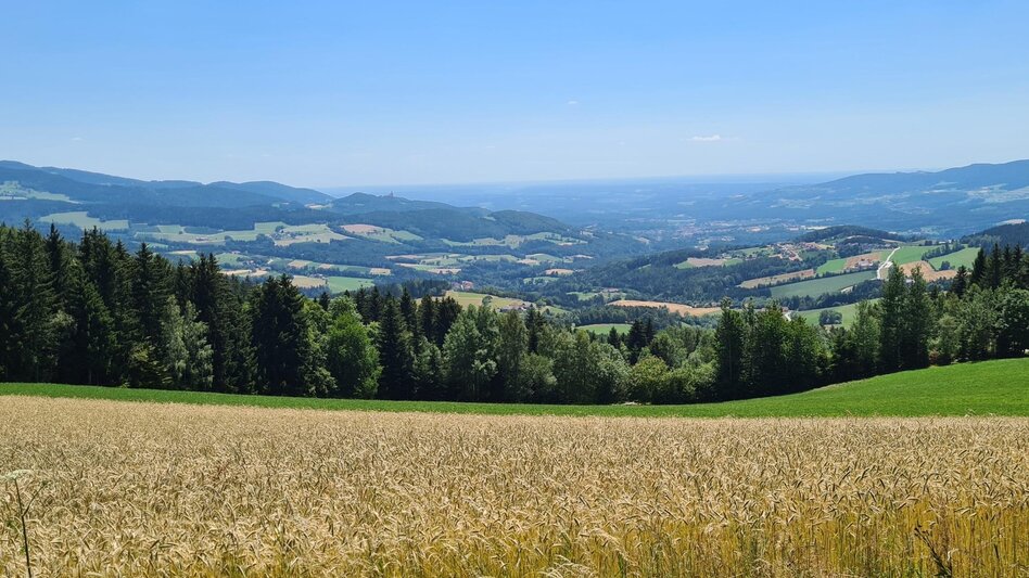 Hiking route Masenberg circuit via Schloffereck and Volksk. Museum, Pöllauberg - Touren-Impression #2.5 | © Tourismusverband Oststeiermark