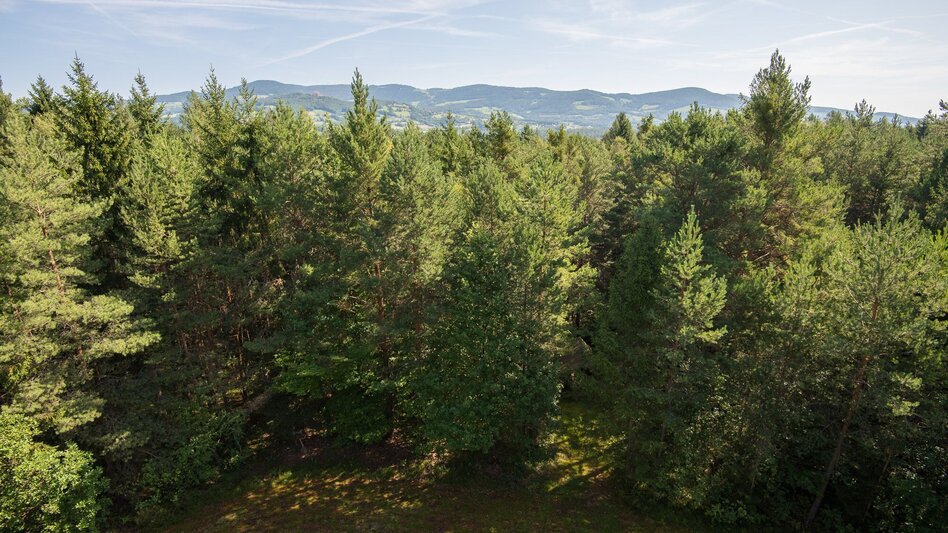 Hiking route Buchkogel round, Pöllau - Touren-Impression #2.8 | © Oststeiermark Tourismus