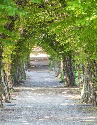 Schlosspark Pöllau: Allee | Helmut Schweighofer | © Oststeiermark Tourismus