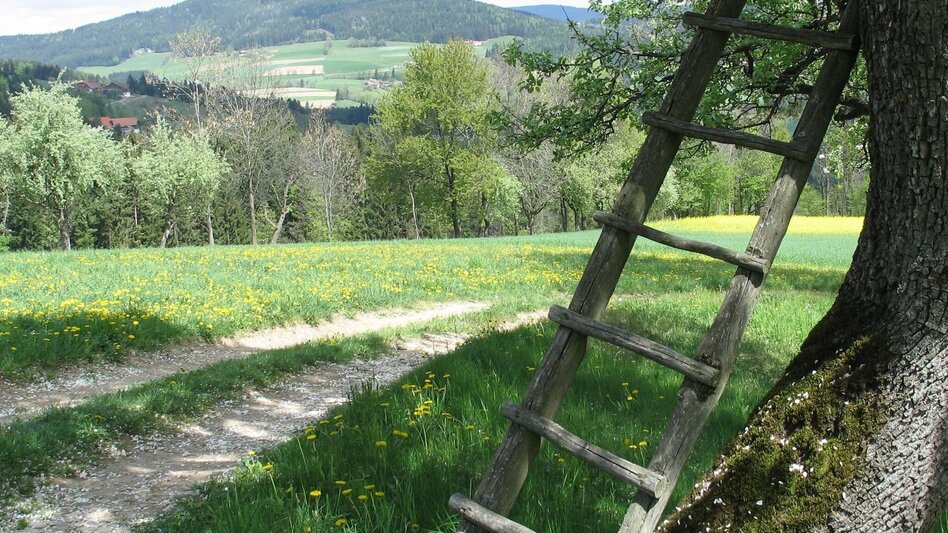 Hiking route Pöllau circuit via Gschaider Kögerl, Pöllau - Touren-Impression #2.3 | © Oststeiermark Tourismus