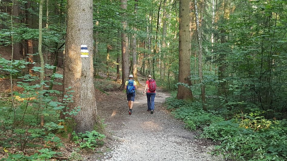 Hiking route Pöllau circuit via Hotel Muhr and Sternbauerkogel, Pöllau - Touren-Impression #2.8 | © Oststeiermark Tourismus