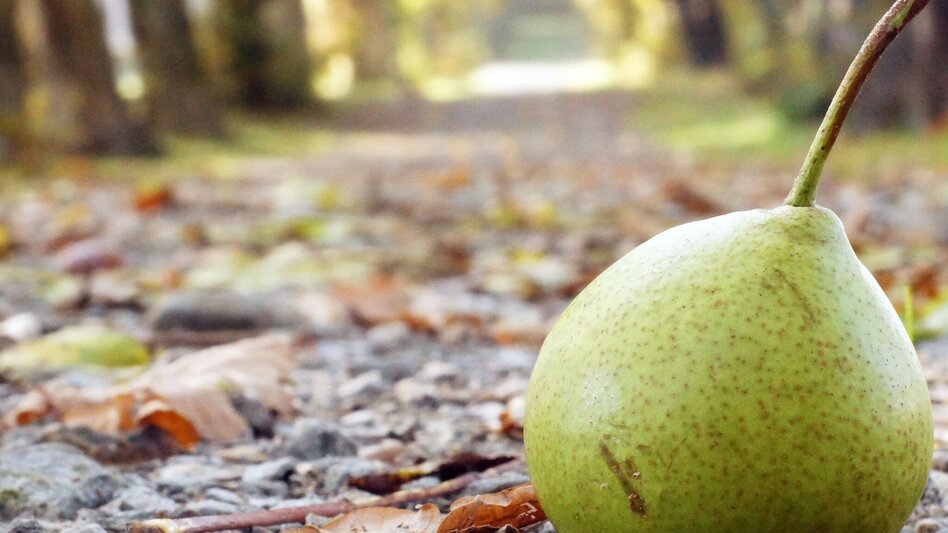 Wanderung Pöllau-Runde über Masenberg, Pöllau - Touren-Impression #2.2 | © Oststeiermark Tourismus
