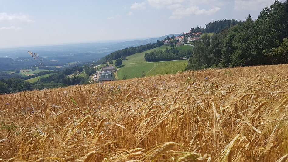 Wanderung Masenberg über Schwaig, Pöllauberg - Touren-Impression #2.4 | © Oststeiermark Tourismus