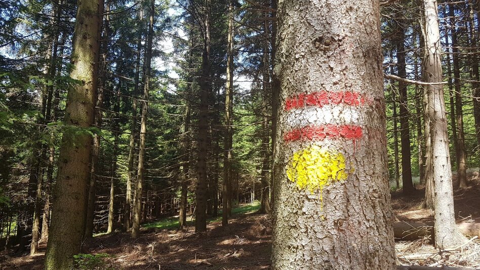 Wanderung Masenberg über Schwaig, Pöllauberg - Touren-Impression #2.6 | © Oststeiermark Tourismus