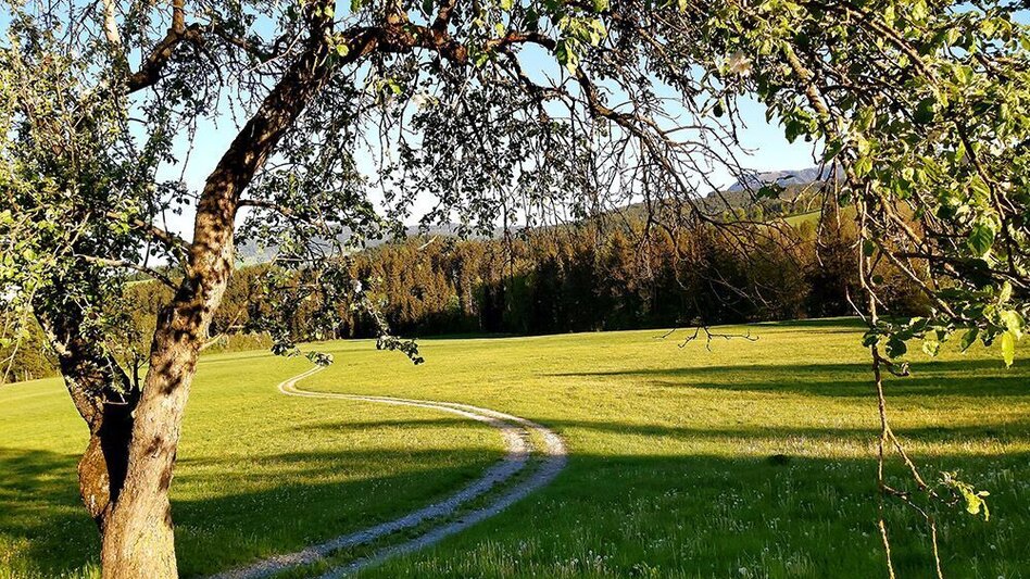 Wanderung Tulwitz-Runde, Fladnitz an der Teichalm - Touren-Impression #2.5 | © Oststeiermark Tourismus