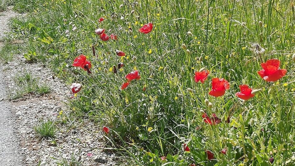 Wanderung Tulwitz-Runde, Fladnitz an der Teichalm - Touren-Impression #2.7 | © Oststeiermark Tourismus