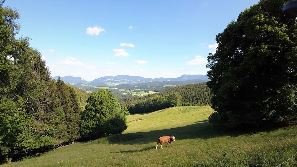 Wanderung Tulwitz-Runde, Fladnitz an der Teichalm - Touren-Impression #2.10 | © Oststeiermark Tourismus