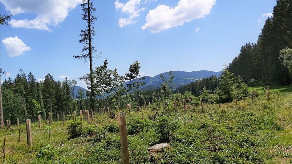 Wanderung Tulwitz-Runde, Fladnitz an der Teichalm - Touren-Impression #2.12 | © Oststeiermark Tourismus