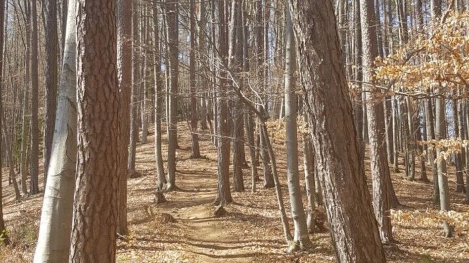 Hiking route Hiking trail from Weiz to the Stross - Touren-Impression #2.4 | © Oststeiermark Tourismus