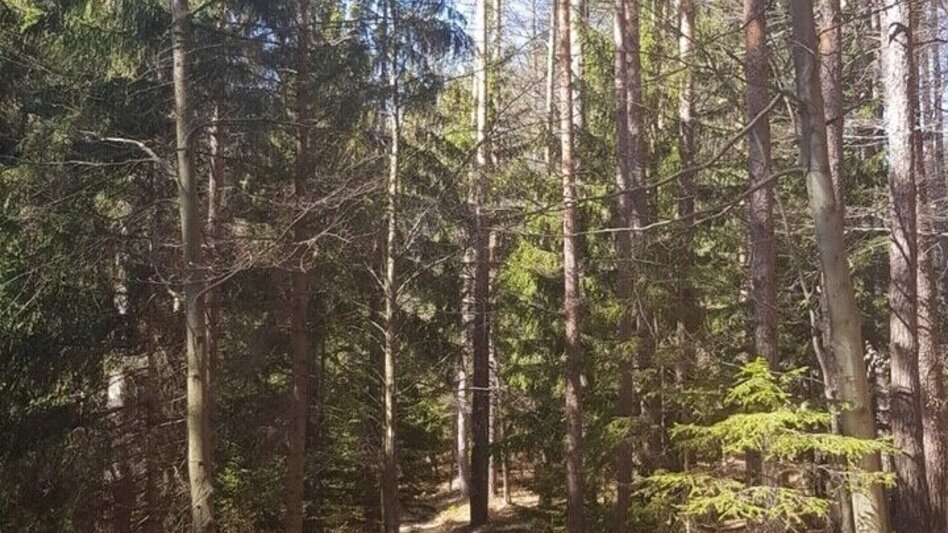 Hiking route Hiking trail from Weiz to the Stross - Touren-Impression #2.7 | © Oststeiermark Tourismus