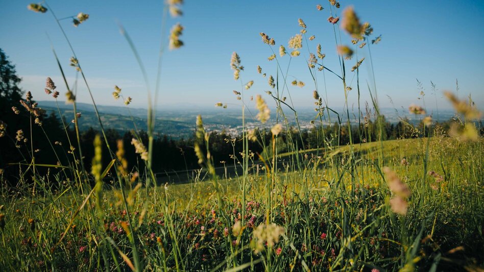 Wanderung Rosenkogelweg Bad Gams Nr. 22 - Touren-Impression #2.2 | © TVB Südsteiermark/Lupi Spuma