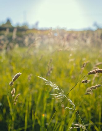 Abendstimmung am Waldrand | Lupi Spuma | © TVB Südsteiermark/Lupi Spuma